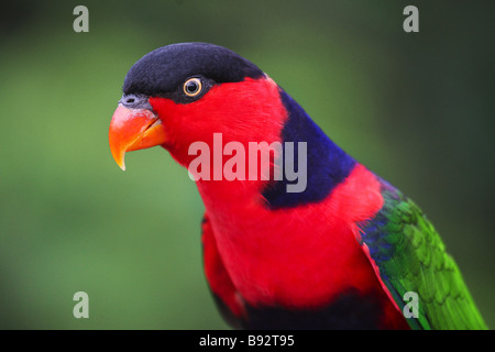 Nero-capped lori - Ritratto / Lorius lory Foto Stock