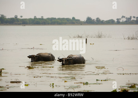 Bufalo pascolano in seam fiume Cambogia Foto Stock