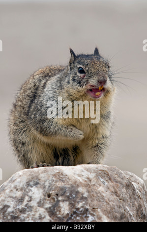 California Scoiattolo di terra, (Spermophilus beecheyi) Foto Stock