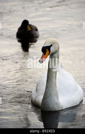 Un bellissimo cigno bianco e anatra drift lungo su perso Laguna in Stanley Park, Vancouver, British Columbia, Canada. Foto Stock