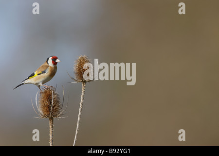 Cardellino Carduelis carduelis su Teasel Foto Stock