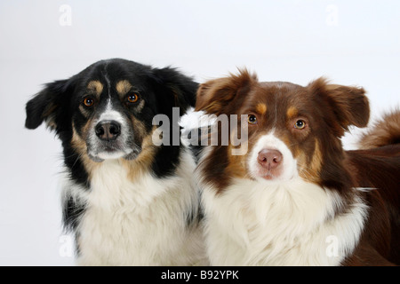 Border Collie 7 anni tricolore e pastore australiano red tri Foto Stock