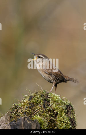 Scricciolo Troglodytes troglodytes cantando Foto Stock