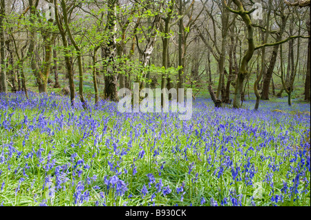 Bluebells realizzare un tappeto di colore blu in Middleton boschi,Ilkley. Foto Stock