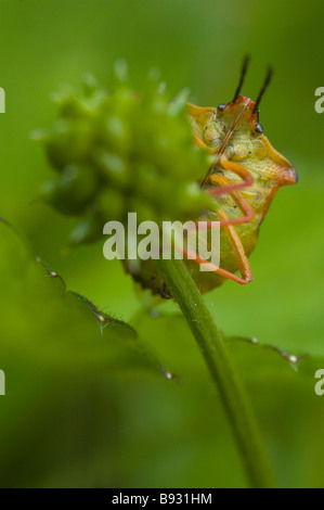 Scudo rosso bug (Carpocoris mediterraneus) Foto Stock