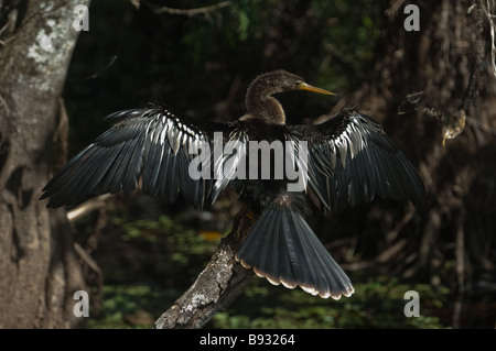 Un Anhinga bird si asciuga la sua ala in Sun dopo l'uscita dell'acqua. Foto Stock