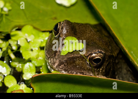 Rana comune (Rana temporaria) nel laghetto in giardino, con lenticchie d'acqua. Kent, Regno Unito, maggio Foto Stock