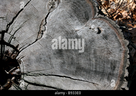 Molto vecchio ceppo di albero che mostra molti anni gli anelli di crescita Foto Stock