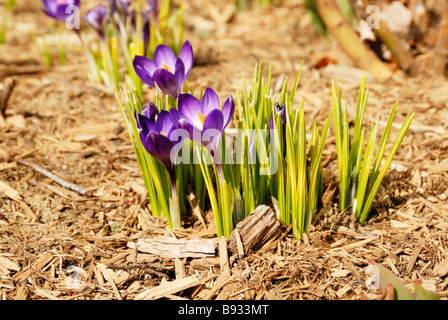 Un gruppo di crochi o Crocus cresce in primavera Foto Stock