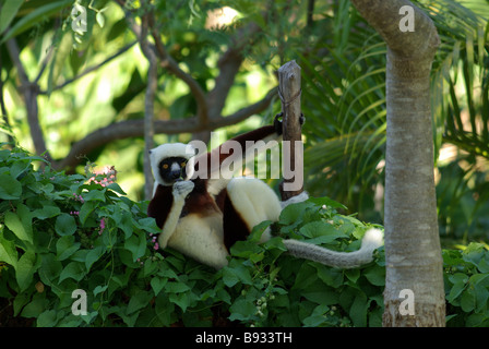 Coquerel il sifaka (propithecus coquereli) snacking sui fiori mentre vi rilassate in un albero in anjajavy, Madagascar. Foto Stock