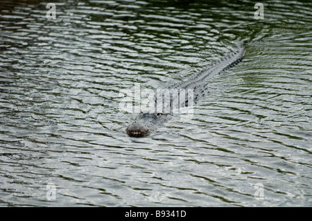 Un alligatore scivola attraverso l'acqua di una palude della Florida. Foto Stock