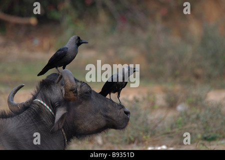 Due House Crows Corvus splendens su una bufala la testa in Rajasthan in India Foto Stock