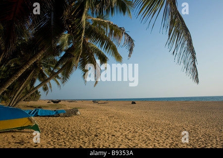 Le palme da cocco sulla riva del mare Foto Stock