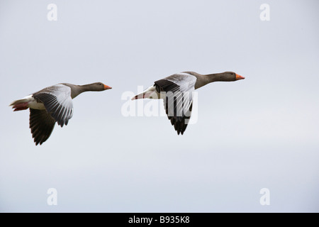 Grigio Oca Lag Ariser anser anatidi Foto Stock