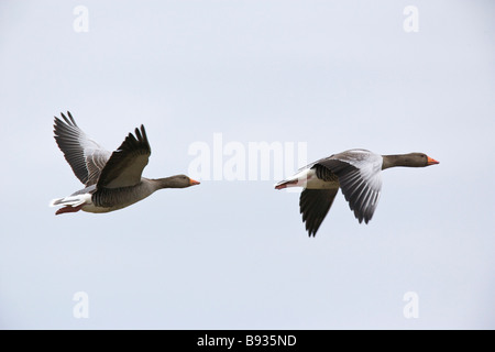 Grigio Oca Lag Ariser anser anatidi Foto Stock