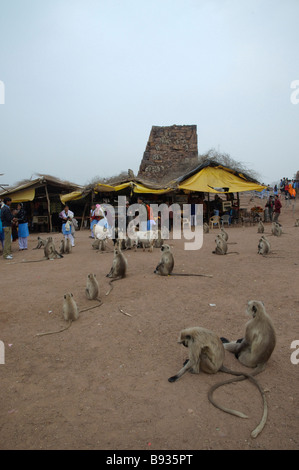 Hanuman Langurs Semnopithecus entellus seduto di fronte a un mercato in Ranthambore fort Rajasthan in India Foto Stock