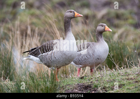 Grigio Oca Lag Ariser anser anatidi Foto Stock