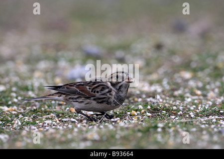 Lapland Bunting Calcarius lapponicus alimentazione sulle sementi di inverno Foto Stock