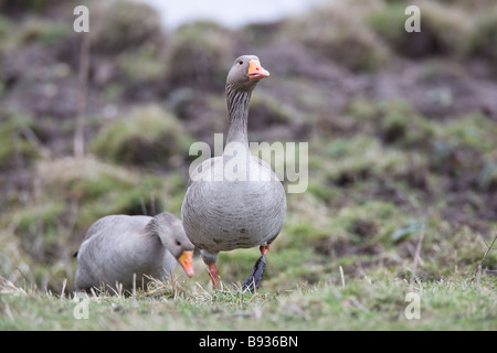 Grigio Oca Lag Ariser anser anatidi Foto Stock