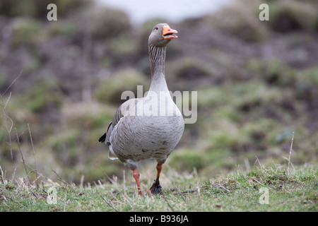 Grigio Oca Lag Ariser anser anatidi Foto Stock