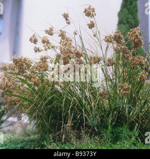 Hairy lucciola che / Luzula pilosa Foto Stock