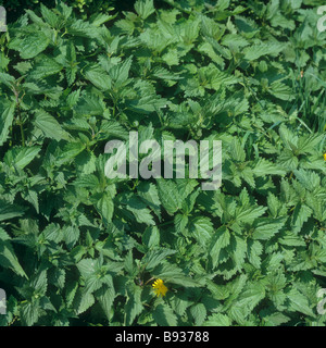 Nana / Ortica Urtica urens Foto Stock