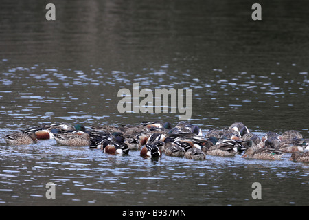 Northern Mestolone Anas clypeata comunitariamente alimentare mediante agitazione il sedimento Foto Stock