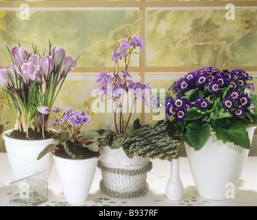 Diversi fiori blu sul davanzale Foto Stock