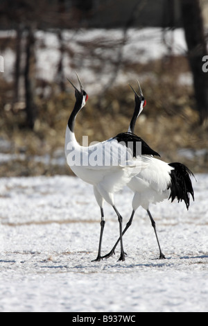 Gru giapponese Grus japonicus coppia display Foto Stock