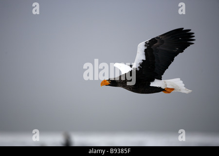 Steller s'aquila di mare Haliaeetus pelagicus volando sul mare di ghiaccio Foto Stock