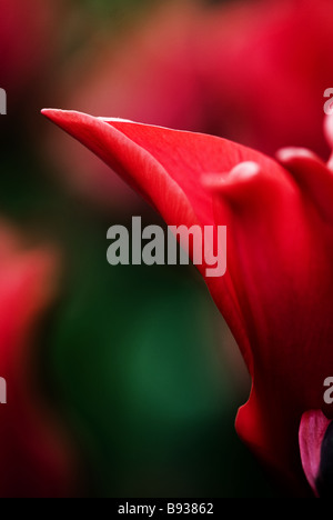 Leliebloemige Tulipa Pretty Woman fotografati a giardini Keukenhof in Lisse Paesi Bassi Foto Stock