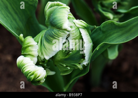 Parkeit Parrot Tulip Super Parrot fotografati a giardini Keukenhof in Lisse Paesi Bassi Foto Stock