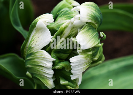 Parkeit Parrot Tulip Super Parrot fotografati a giardini Keukenhof in Lisse Paesi Bassi Foto Stock