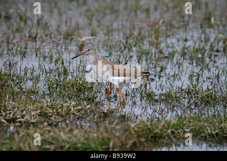 Common Redshank Tringa totanus alimentando in un pool temporanei in Rajasthan in India Foto Stock