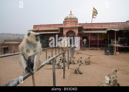 Hanuman Langurs Semnopithecus entellus seduto davanti a un tempio indù di Ranthambore Fort Rajasthan in India Foto Stock
