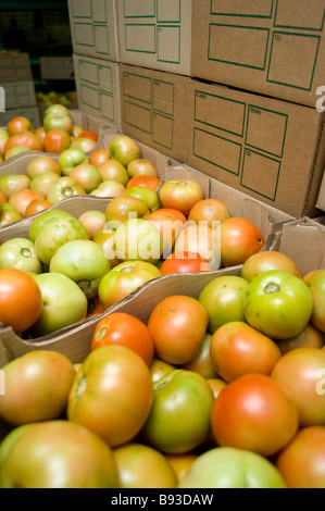 Pomodori confezionati pronti per la distribuzione. Pongola, Kwazulu Natal, Sud Africa Foto Stock