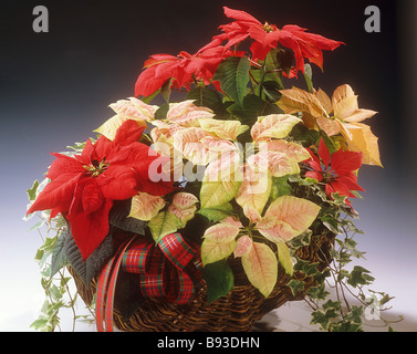 Poinsettias nel cestello / Euphorbia pulcherrima Foto Stock