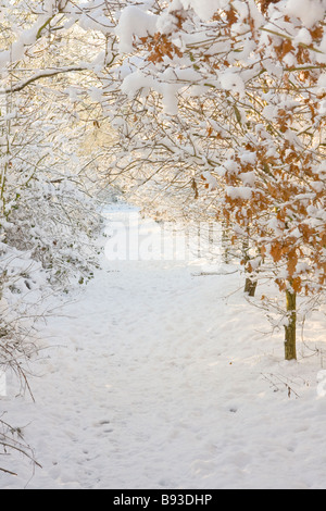 Coperta di neve percorso attraverso gli alberi Foto Stock