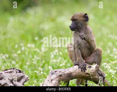 Baby sitter (Papio). Kruger National Park Sud Africa Foto Stock