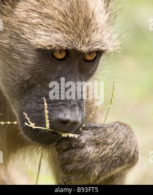 Baboon (Papio) maschio faccia mangiare. Kruger National Park, Sudafrica Foto Stock