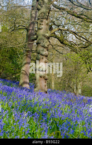 Bluebells realizzare un tappeto di colore blu in Middleton boschi,Ilkley. Foto Stock