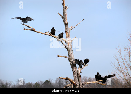 Nero americano gli avvoltoi sono ' appollaiati in morto un albero di pino North Georgia USA Foto Stock