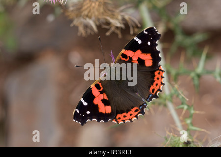 In Canarie o rosso indiano Admiral Vanessa vulcania o indica Foto Stock