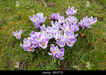 Intrico di crocus coltivati fiori viola che fiorisce in primavera sole Costwolds REGNO UNITO Foto Stock