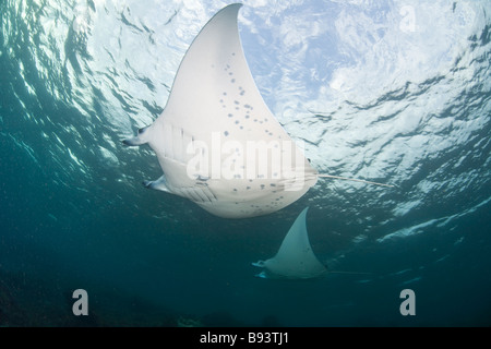 Mante Manta birostris Komodo Indonesia Foto Stock