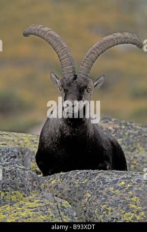 Lo spagnolo di stambecco (Capra pyrenaica) maschio - Spagna - IUCN vulnerabili Foto Stock