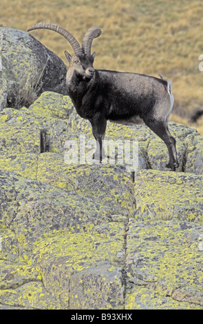 Lo spagnolo di stambecco (Capra pyrenaica) maschio - Spagna - IUCN vulnerabili Foto Stock