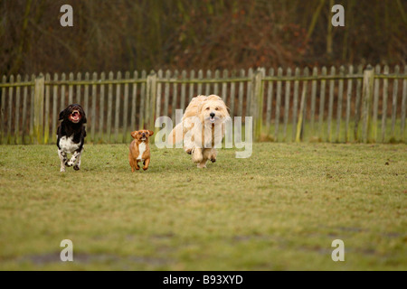 Piccolo Munsterlander e di cani di razza mista Kleiner Münsterländer Foto Stock
