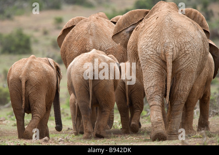 Gli elefanti Loxodonta africana Addo national park in Sud Africa Foto Stock