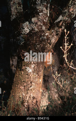 Antica foresta accanto alla chiesa a Arbara Medhane Alem Etiopia costruito sul fianco di una collina Foto Stock